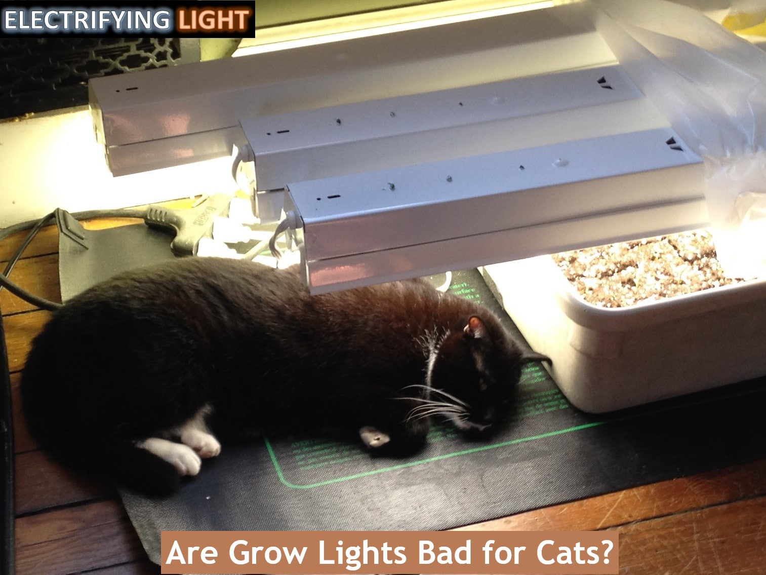 Are-grow-lights-bad-for-cat