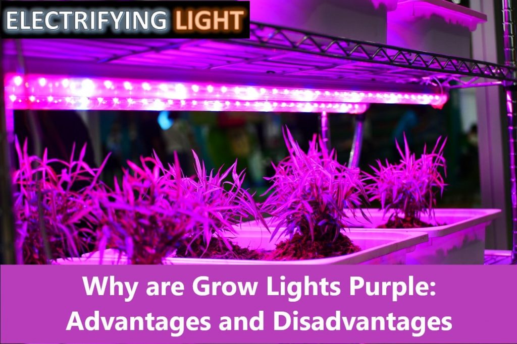 Why are Grow Lights Purple: Advantages and Disadvantages