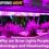 Why are Grow Lights Purple: Advantages and Disadvantages