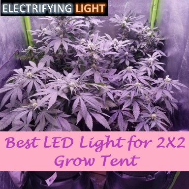 best-led-light-for-2x2-grow-tent